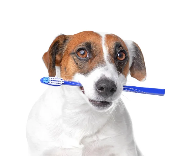 Cute dog with toothbrush on white background — Stock Photo, Image