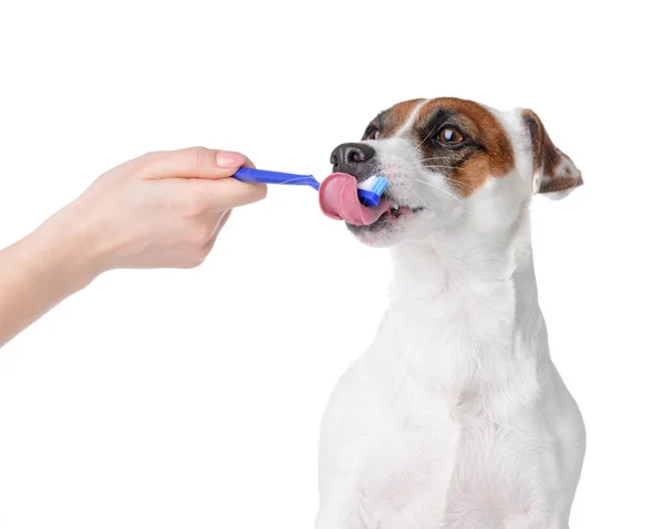 Owner cleaning teeth of cute dog with brush on white background — Stock Photo, Image