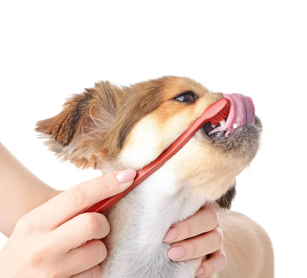 Owner cleaning teeth of cute dog with brush on white background — Stock Photo, Image