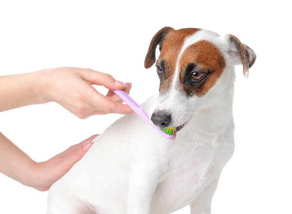 Owner cleaning teeth of cute dog with brush on white background