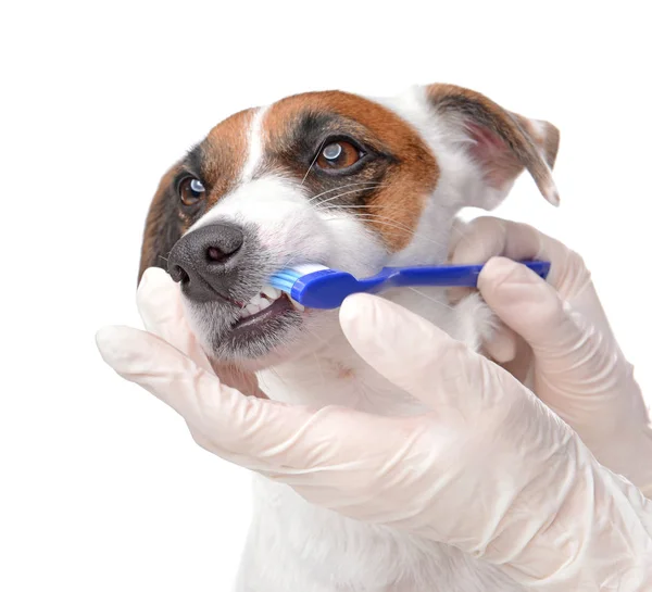 Medico pulizia dei denti di cane carino con pennello sullo sfondo bianco — Foto Stock