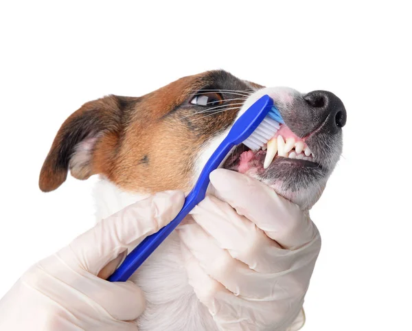 Médecin nettoyage des dents de chien mignon avec brosse sur fond blanc — Photo