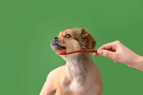 Proprietário dentes de limpeza de cão bonito com escova no fundo de cor — Fotografia de Stock