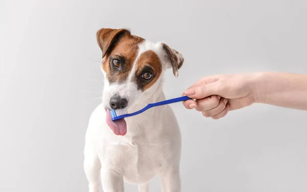 Vlastník čisticí zuby roztomilým psem se štětcem na pozadí světla — Stock fotografie