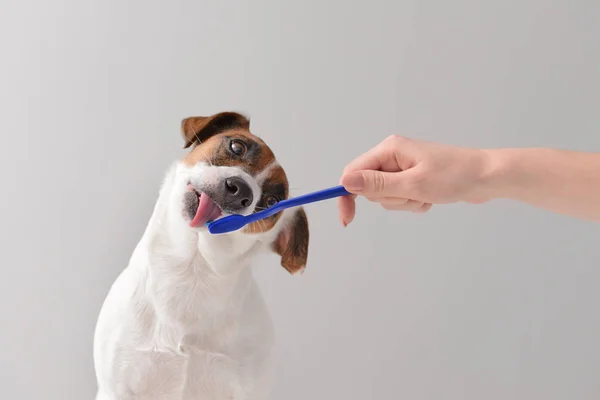Ägare rengöring tänder av söt hund med pensel på ljus bakgrund — Stockfoto