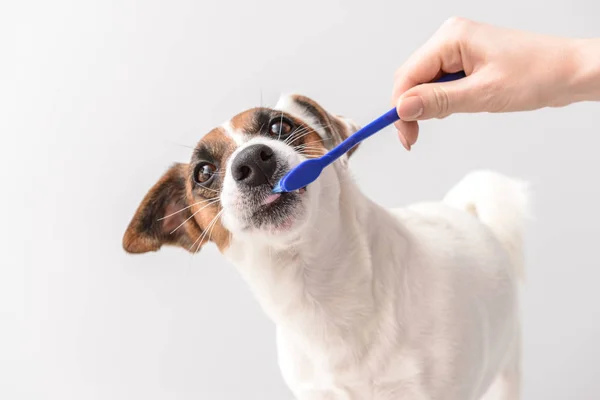 Ägare rengöring tänder av söt hund med pensel på ljus bakgrund — Stockfoto