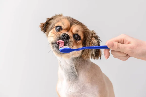 Owner cleaning teeth of cute dog with brush on light background — Stock Photo, Image