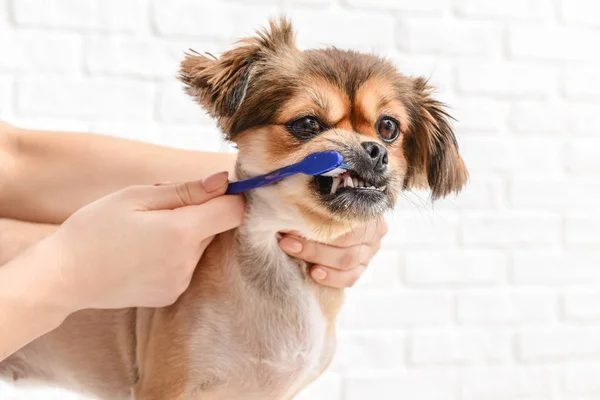 Propriétaire nettoyage des dents de chien mignon avec brosse sur fond blanc — Photo