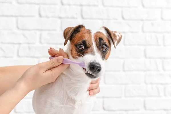 Owner cleaning teeth of cute dog with brush on white background — Stock Photo, Image