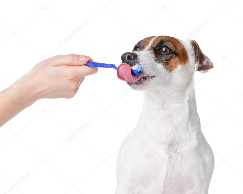 Owner cleaning teeth of cute dog with brush on white background