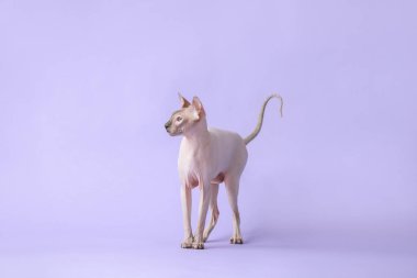 Renkli arka planda Komik Sphynx kedi