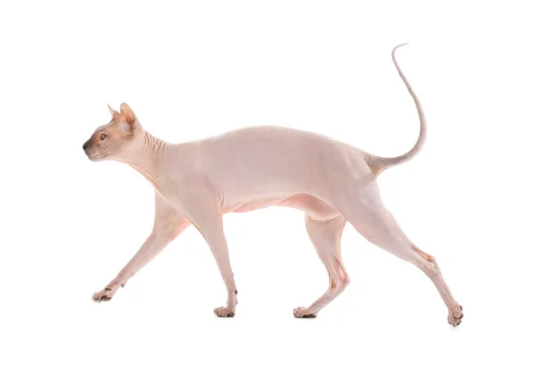 Lustige Sphynx-Katze auf weißem Hintergrund — Stockfoto