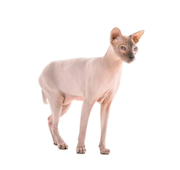 하얀 배경에 웃기는 스핑크스 고양이 — 스톡 사진