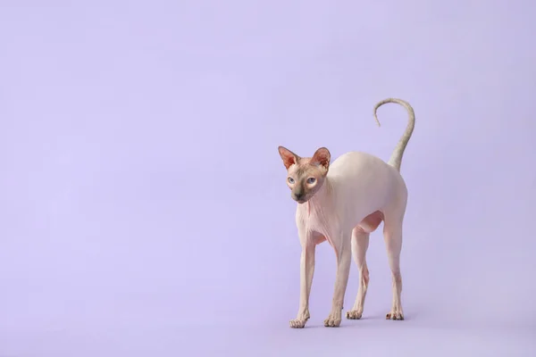 색상 배경에 재미 Sphynx 고양이 — 스톡 사진