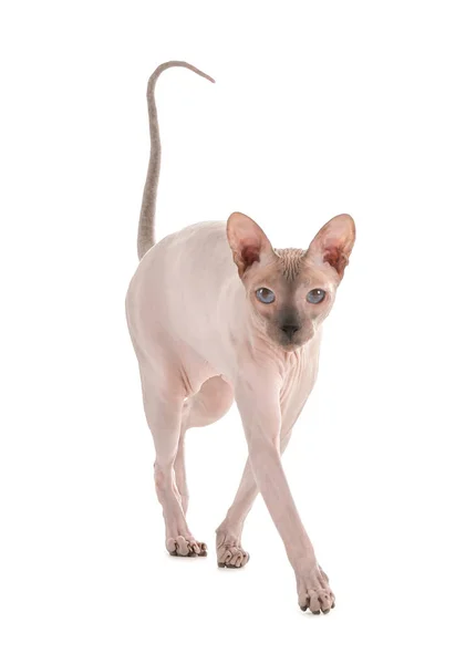 Śmieszne sfinks kot na białym tle — Zdjęcie stockowe