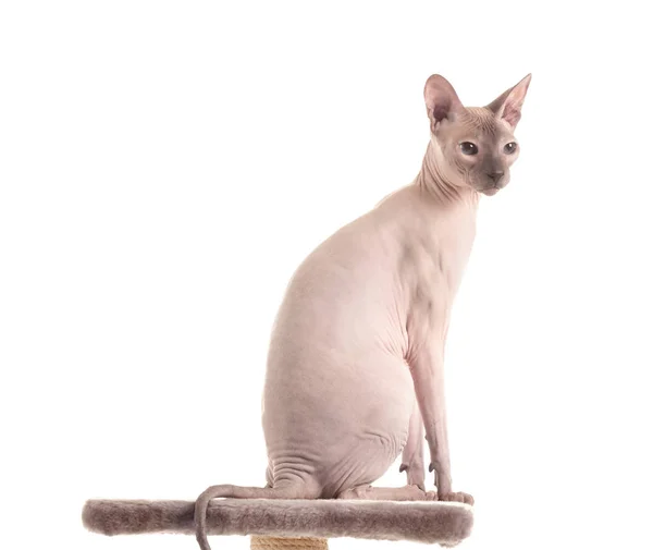 Funny Sphynx kucing pada menggaruk posting terhadap latar belakang putih — Stok Foto