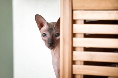 Evde komik Sphynx kedi