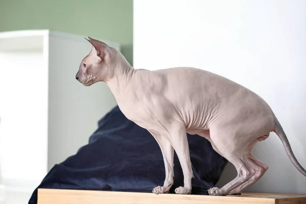 집에서 재미 스핑크스 고양이 — 스톡 사진
