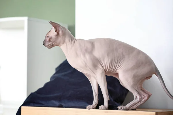 Kucing Sphynx yang lucu di rumah — Stok Foto