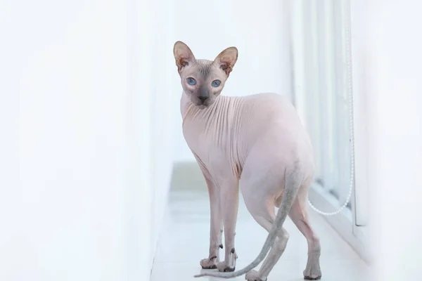 집에서 창틀에 재미 Sphynx 고양이 — 스톡 사진