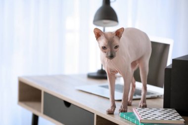 Evde masada Meraklı Sphynx kedi