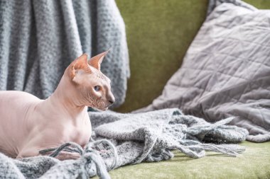 Evde komik Sphynx kedi