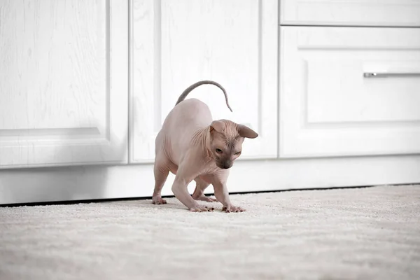 Engraçado brincalhão Sphynx gato em casa — Fotografia de Stock