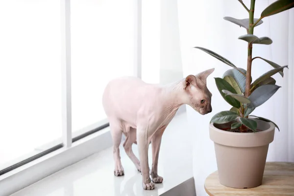 Funny Sphynx cat near houseplant at home — Stock Photo, Image