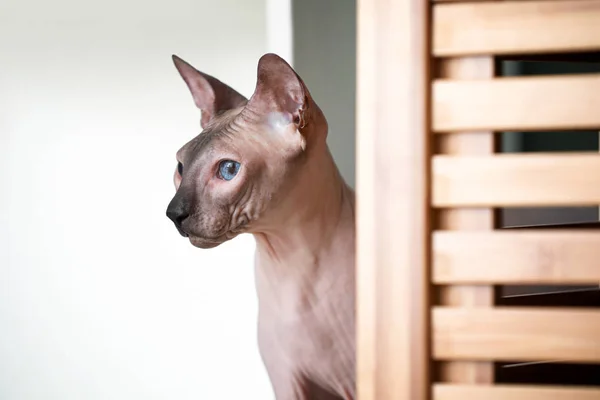 Engraçado Sphynx gato em casa — Fotografia de Stock