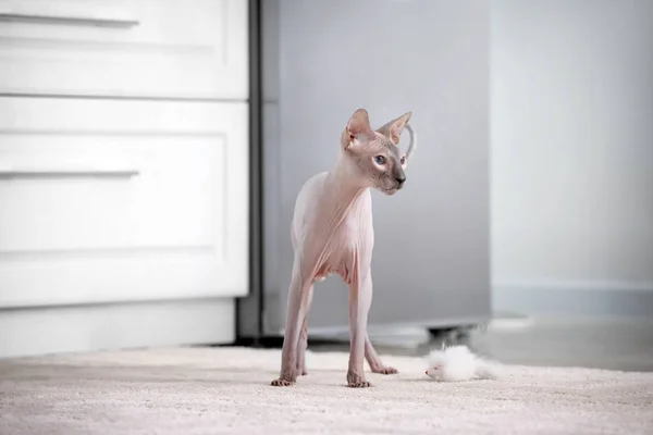 집에서 재미 스핑크스 고양이 — 스톡 사진