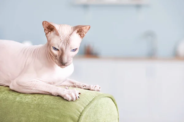 Funny Sphynx gato en el sofá en casa — Foto de Stock