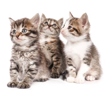 Beyaz arka planda sevimli komik kedicikler.