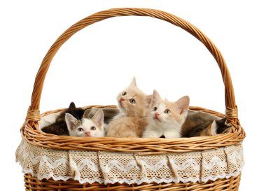 Beyaz arka plan üzerinde sepet sevimli komik kedi yavruları