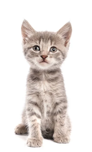 Beyaz arka planda sevimli komik kedi yavrusu — Stok fotoğraf