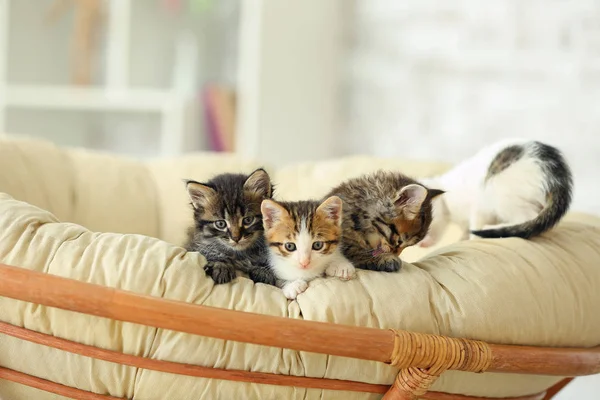 Cute funny kittens at home — Stock Photo, Image