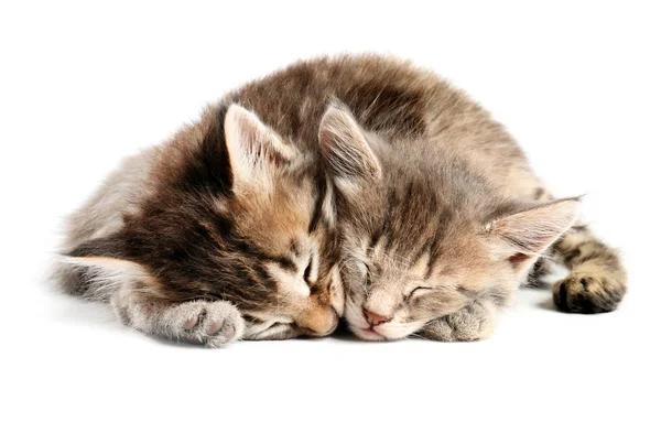 Pisoi drăguț somnoros pe fundal alb — Fotografie, imagine de stoc