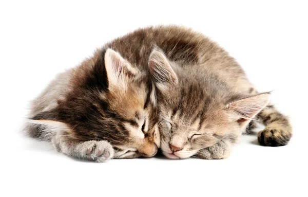 Lindos gatitos soñolientos sobre fondo blanco — Foto de Stock