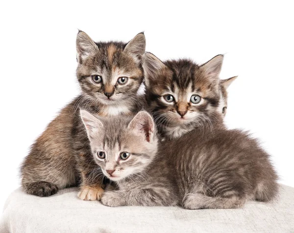 Lindos gatitos divertidos sobre fondo blanco — Foto de Stock