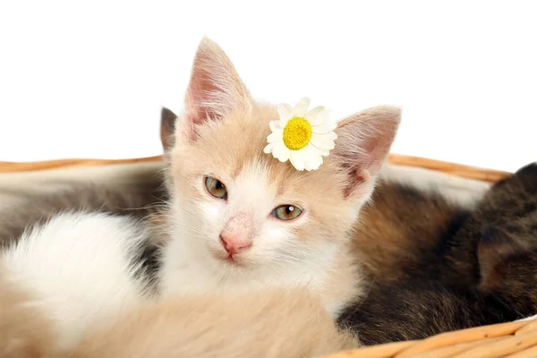 Lindos gatitos divertidos en cesta sobre fondo blanco — Foto de Stock