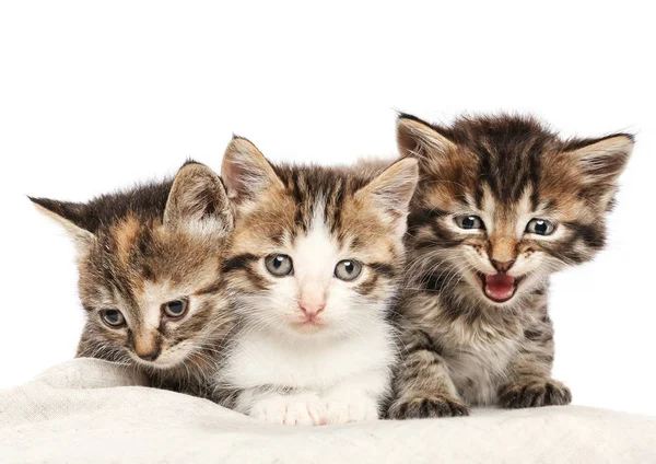 Nette lustige Kätzchen auf weißem Hintergrund — Stockfoto