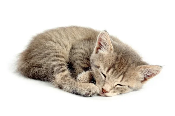 Niedliches schlafendes Kätzchen auf weißem Hintergrund — Stockfoto