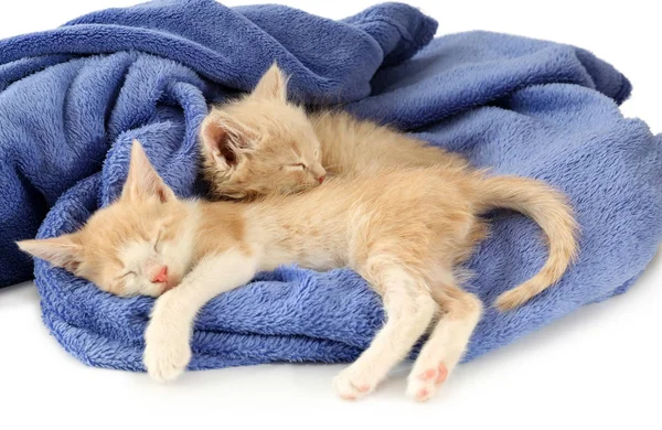 Lindos gatitos dormidos en casa — Foto de Stock