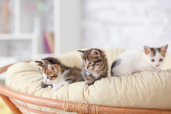 Lindos gatitos divertidos en casa — Foto de Stock