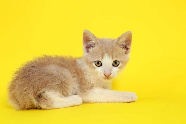 Roztomilé legrační kotě na barevném pozadí — Stock fotografie