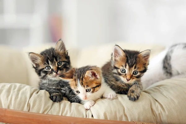 Lindos gatitos divertidos en casa — Foto de Stock