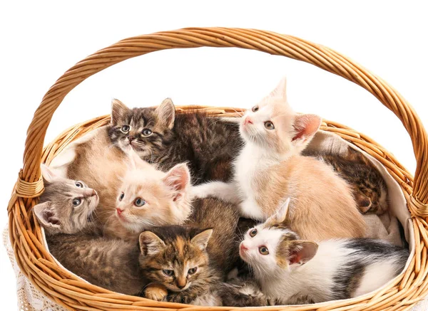 Lindos gatitos divertidos en cesta sobre fondo blanco — Foto de Stock