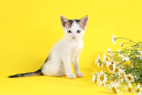 Cute funny kitten and chamomile flowers on color background — Stock Photo, Image