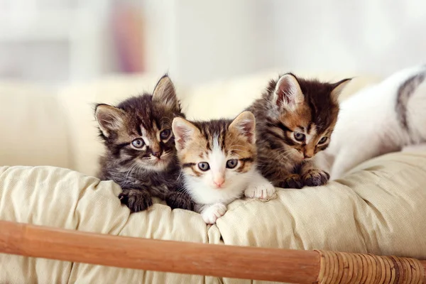 Симпатичные смешные котята дома — стоковое фото