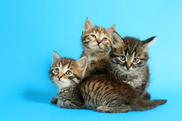 Nette lustige Kätzchen auf farbigem Hintergrund — Stockfoto
