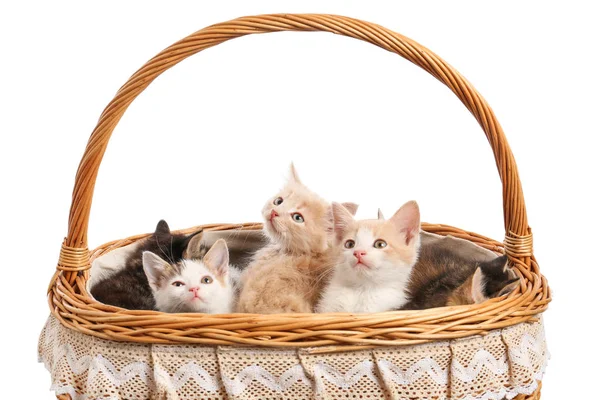 Cute funny kittens in basket on white background — Stock Photo, Image